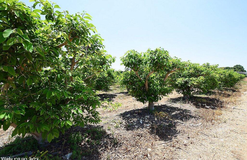 וילה קינג רפאל צפון  23  נופש - וי פור ויקיישן - V for Vacation