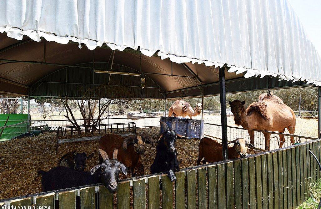גארדן גולדן -  Garedn Golden מרכז  13  לופט 4 יו