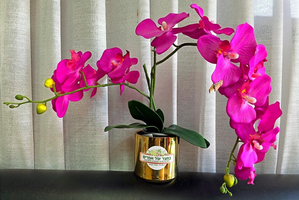 בחצר של אפריים מרכז  10  נופש - וי פור ויקיישן - V for Vacation