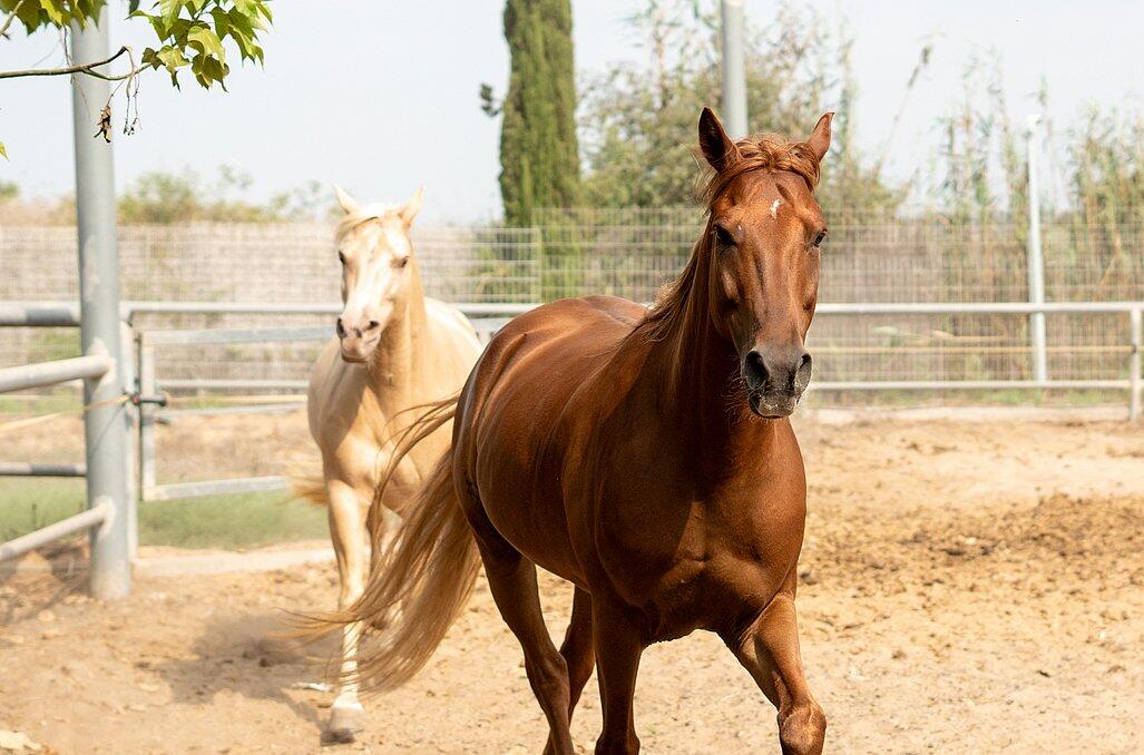 נווה בר - מלון בוטיק בכפר מרכז  15  נופש - וי פור ויקיישן - V for Vacation
