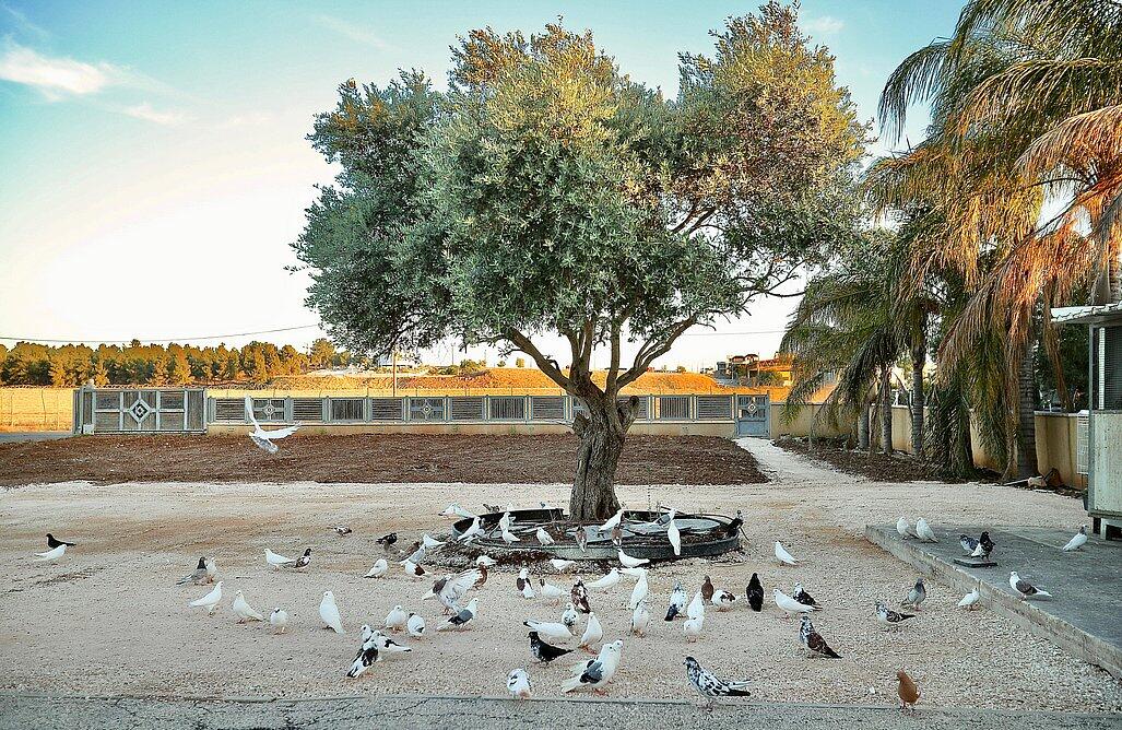 בית נופש בגלבוע צפון  12  נופש - וי פור ויקיישן - V for Vacation